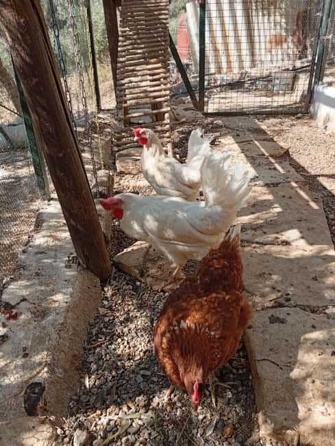 Snail and olive farm tour with table olives & homemade sweet - The olive grove explains Crete in a different way