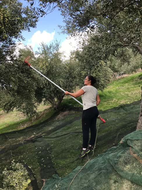 Snail and olive farm tour with table olives & homemade sweet - How long should you allow?
