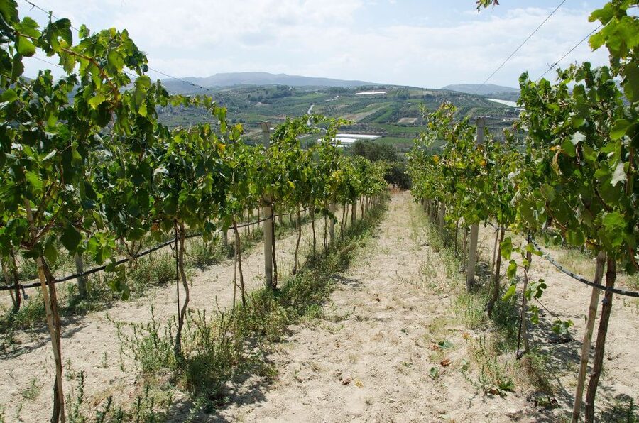Soap, Wine, Raki, Olive Oil, Meet the local Producers Tour - Wine and raki from 13:00 to 14:15