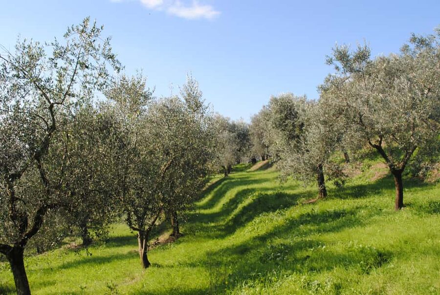 Soap, Wine, Raki, Olive Oil, Meet the local Producers Tour - Who will enjoy this tour most?