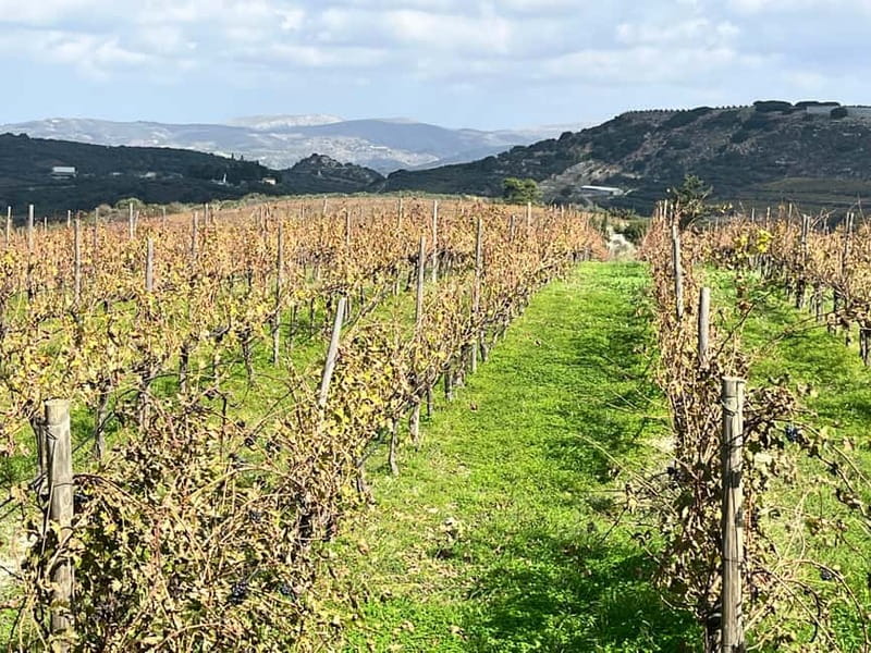 Soap Workshop, Olive Oil, Lyrarakis Winery and Lunch at Peza - Lyrarakis Winery and five indigenous grape varieties