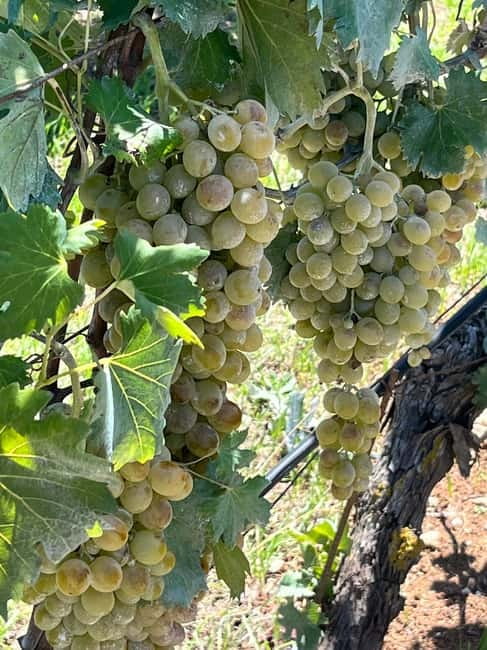 Soap Workshop, Olive Oil, Lyrarakis Winery and Lunch at Peza - How the private vehicle changes the day
