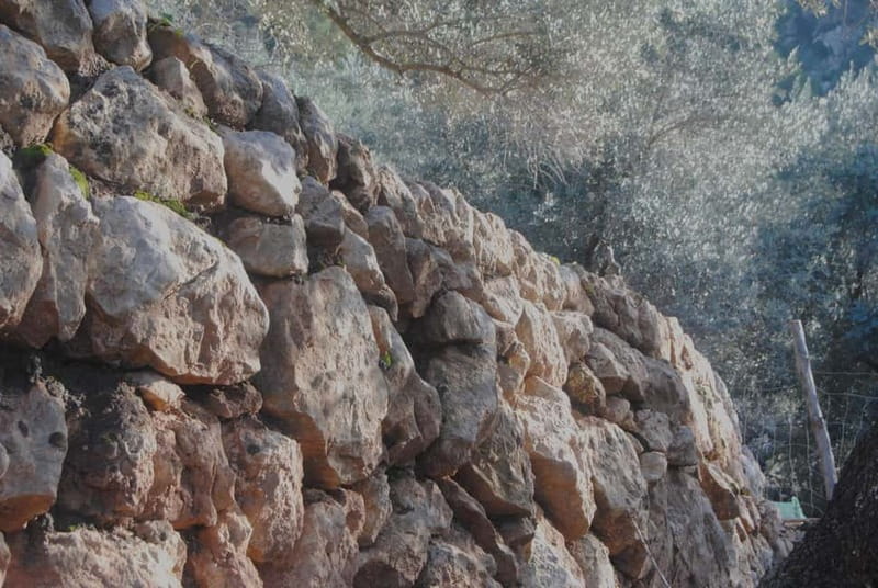 SOLLER: Olive Grove Experience, Oil Tasting & Picnic in the Tramuntana - Meeting the farm and its old olive trees