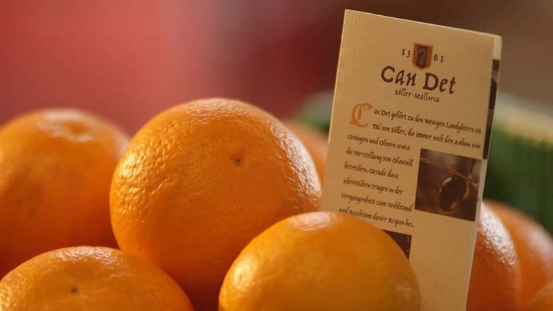 Sóller: Olive Oil Guided Tour and Tasting at Can Det Estate - Is $35 a fair price?