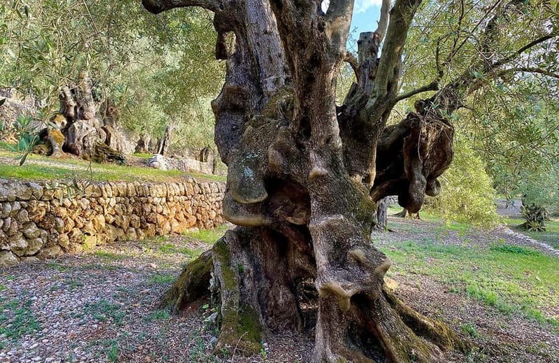 Sóller: Olive Oil Guided Tour and Tasting at Can Det Estate - Who will enjoy this visit most?