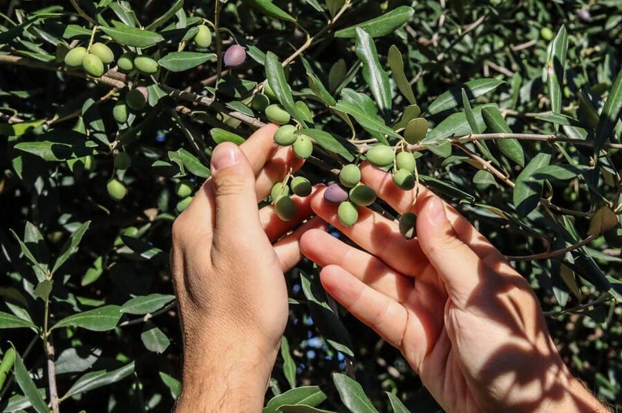 Sorrento: Guided Olive Mill Visit with Tastings - Who will enjoy this Sorrento olive mill visit?