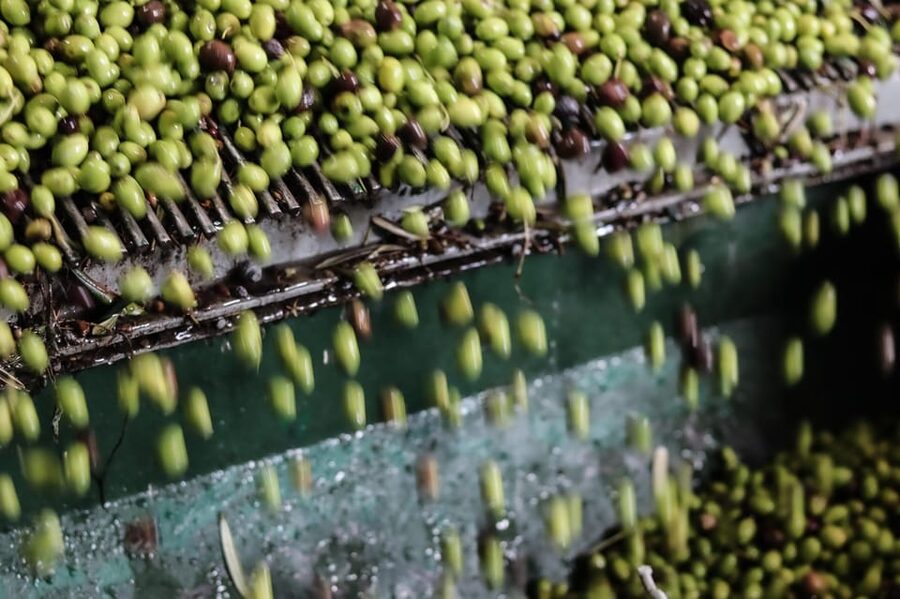 Sorrento: Guided Olive Mill Visit with Tastings - Why this short Sorrento outing is worth your time