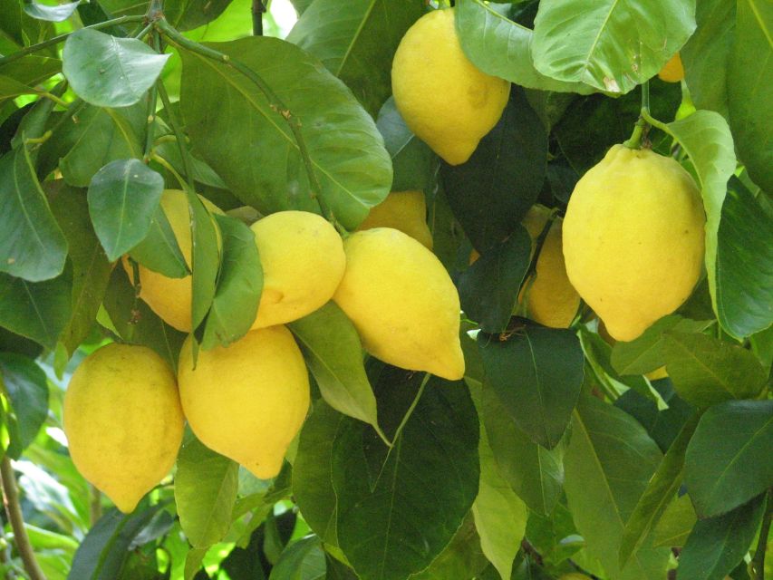 Sorrento: Lemon, Olive Oil and Wine Tasting Tour with Lunch - From Sorrento to a fourth-generation farm