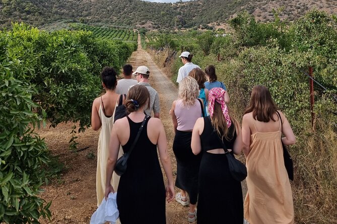 SYSTASIS Olive Oil Tasting Experience in Ermioni Greece - Starting among the olive and citrus trees