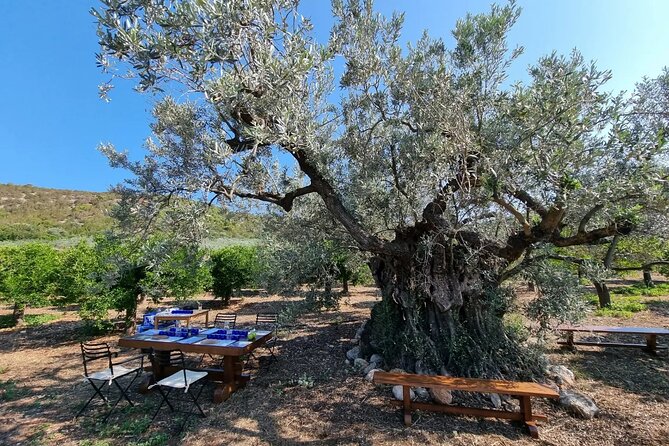 SYSTASIS Olive Oil Tasting Experience in Ermioni Greece - Practical details that can affect your day