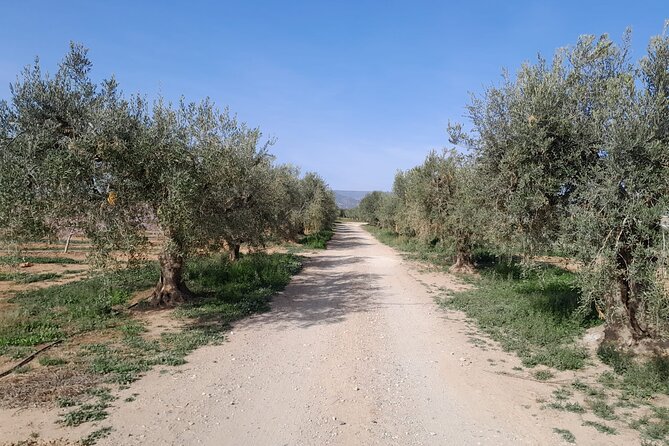 Tarragona Culinary Experience: Olive Oil & Iberian Ham Delight - Ivan’s guiding style and flexible planning