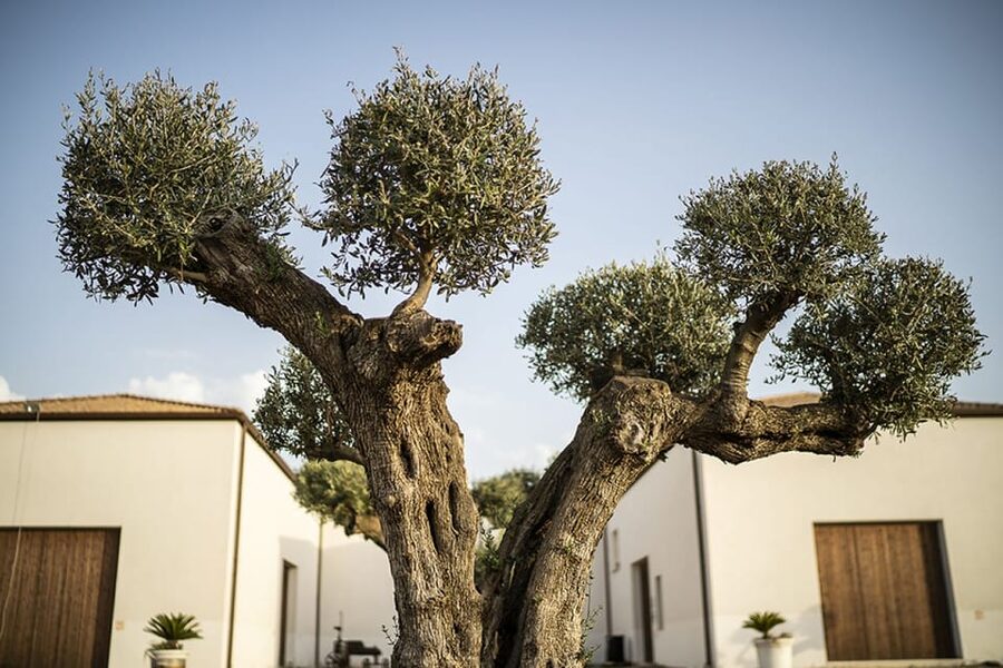 Tasting of sicilian olive oils and specialties - Is $41 a Fair Price for 90 Minutes?