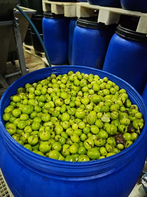 Tavira City & Olive Factory - Behind the scenes at Tavira’s olive factory