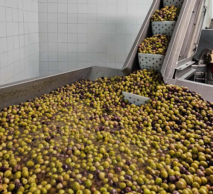 Tavira City & Olive Factory - Who will enjoy this Tavira tour most?