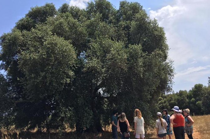 The Governor's Olive Mill Tour with Olive Oil Tasting - Walking through the ancient olive groves