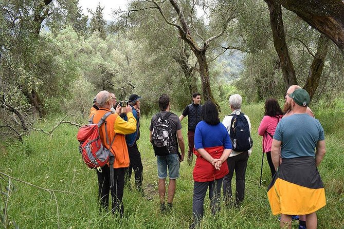 The Governor's Olive Mill Tour with Olive Oil Tasting - The oldest tree and the extra Corfu stops