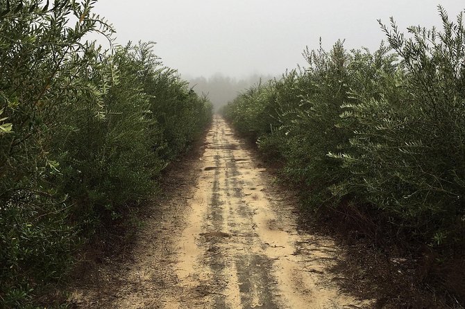 The Olive Grove Tour - A farm visit with a clear purpose