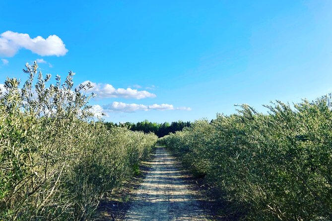 The Olive Grove Tour - Walking through the olive grove