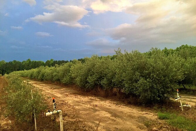 The Olive Grove Tour - What the $24 price gives you