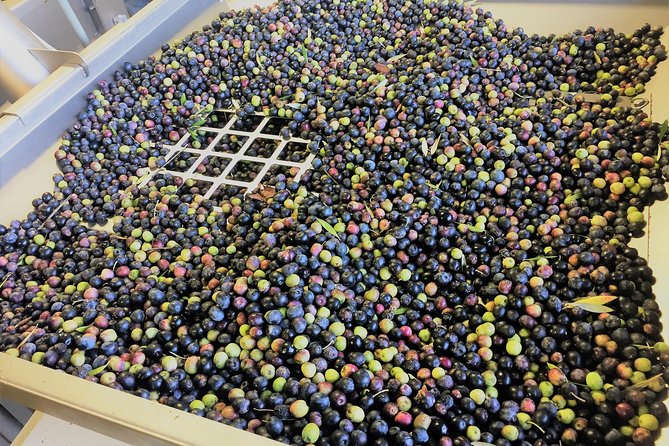 The Olive Grove Tour - Who will enjoy this most