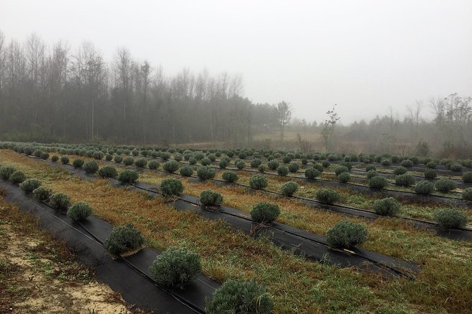 The Olive Grove Tour - Learning why extra virgin matters