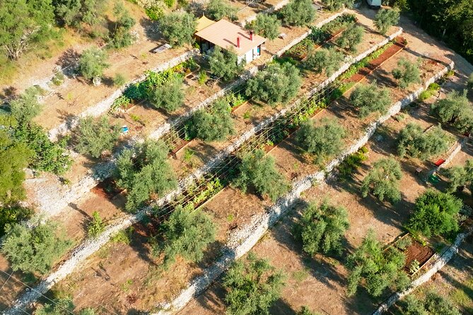 The Olive Oil Experience @ Lefkada Micro Farm - A quiet farm walk with local details