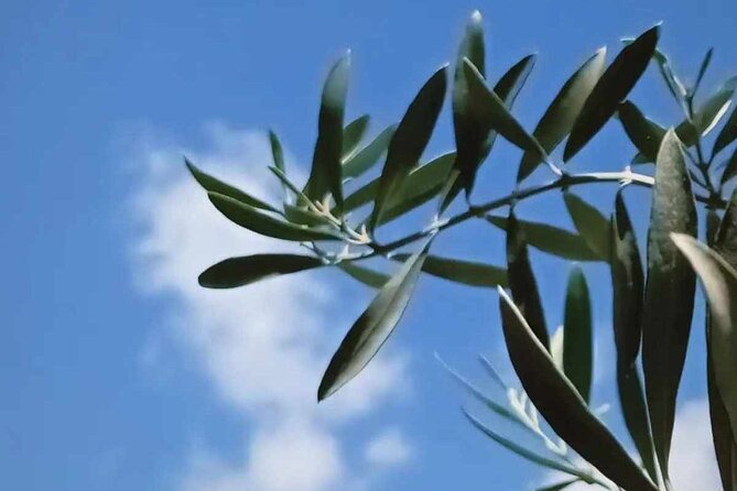 The Olive Oil Experience @ Lefkada Micro Farm - Awards, organic methods, and what they really tell you