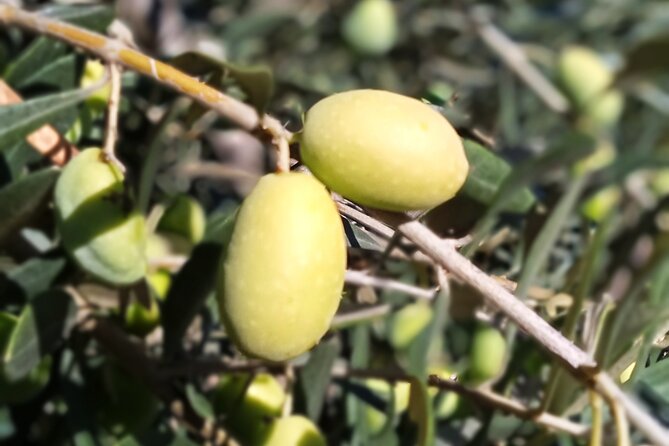 The Olive Oil Experience @ Lefkada Micro Farm - Who gets the most from this 1.5-hour visit