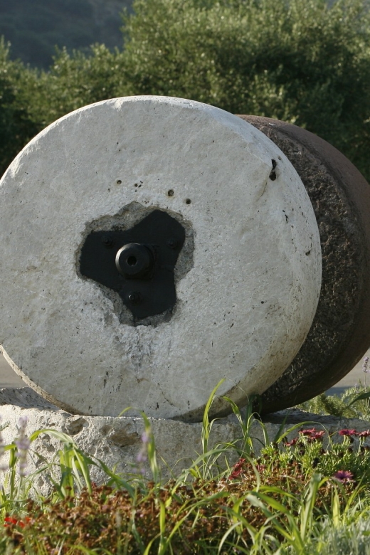 The Terra Creta Olive Oil Experience Tour - What you learn about harvest and production