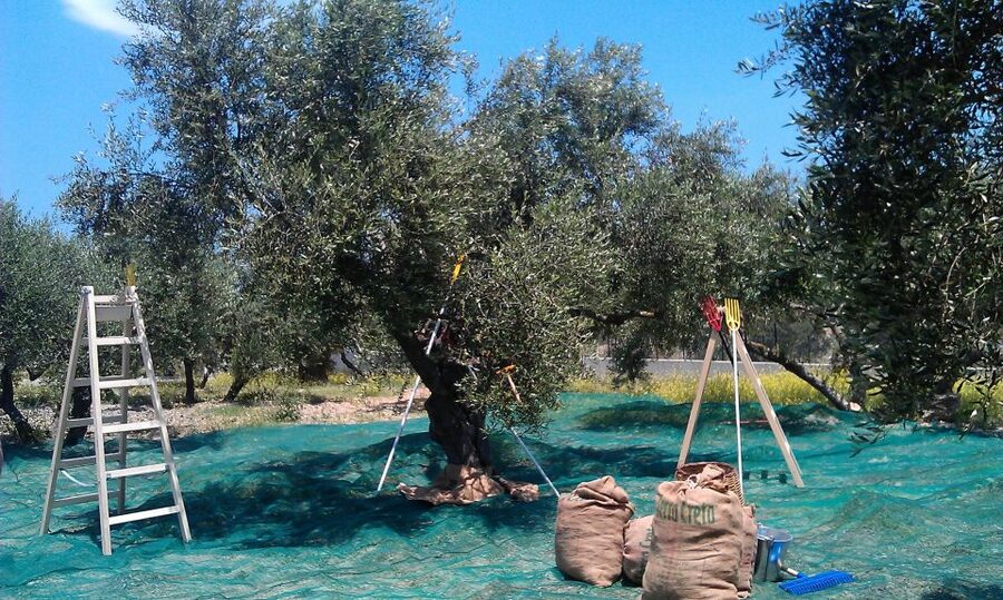 The Terra Creta Olive Oil Experience Tour - The shop and taking olive oil home