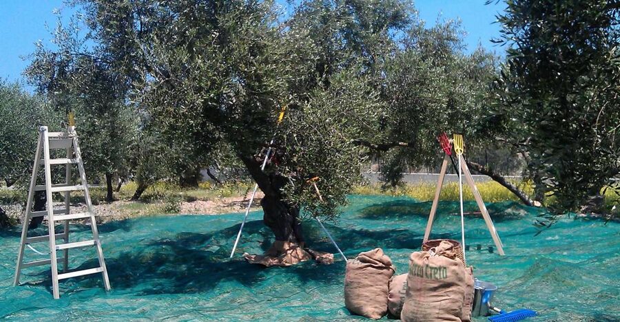 The Terra Creta Olive Oil Experience Tour - Reaching Terra Creta from Chania or Kissamos