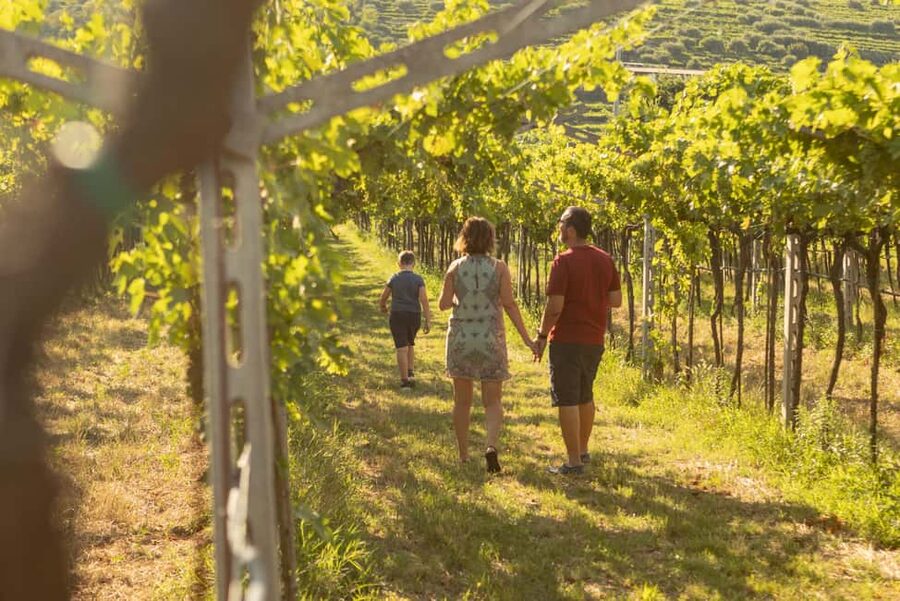 THE TRADITIONS OF VALPOLICELLA: WINE, EXTRA VIRGIN OLIVE OIL, AND HONEY TASTING - Inside the winemaking rooms