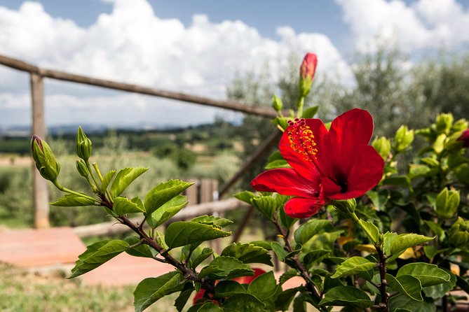 Think of a romantic meal in the Olive Trees shade, accompanied by Tuscan wines! - Arriving at Agriturismo Sanguineto in Montepulciano