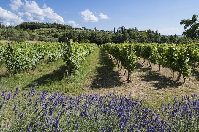 Tour through the vineyards and wine and olive oil tasting in Tuscany - How the Guides Shape the Visit