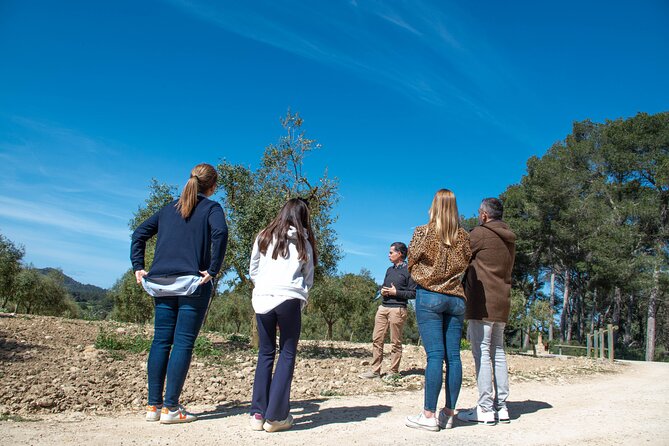 Tour to olive grove and olive mill, oil tasting and snack - Why this olive oil visit feels different