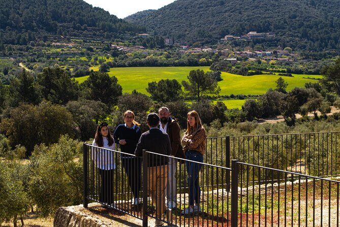 Tour to olive grove and olive mill, oil tasting and snack - Start among Treurer’s olive trees