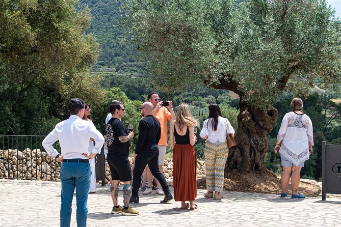 Tour to olive grove and olive mill, oil tasting and snack - Taste Mallorca with bread, wine, and local products