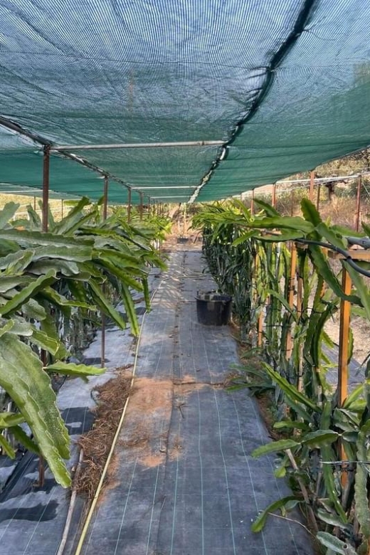 Traditional Olive Grove and Dragon Fruit Farm Tour - Why this farm visit feels different from a standard Crete outing