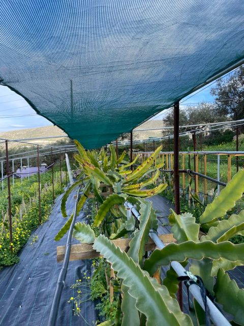 Traditional Olive Grove and Dragon Fruit Farm Tour - Walking among the olive trees