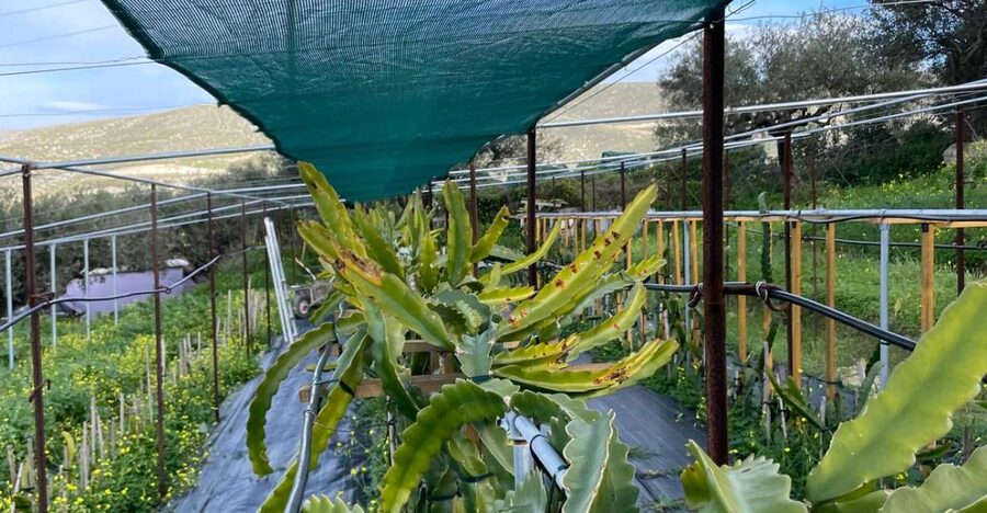 Traditional Olive Grove and Dragon Fruit Farm Tour - The dragon fruit section adds a real surprise