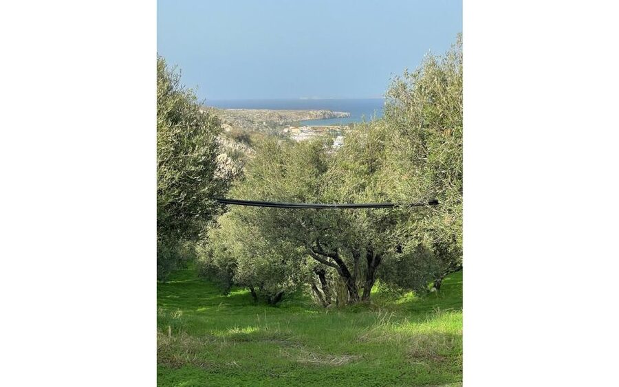 Traditional Olive Grove and Dragon Fruit Farm Tour - Price, group size, and overall value
