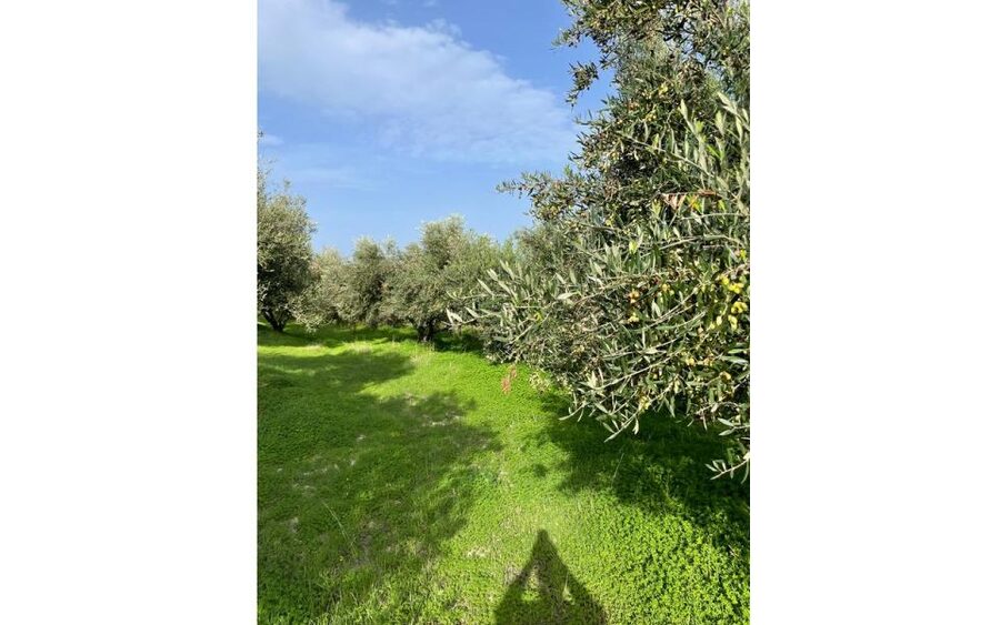 Traditional Olive Grove and Dragon Fruit Farm Tour - Who should book this experience