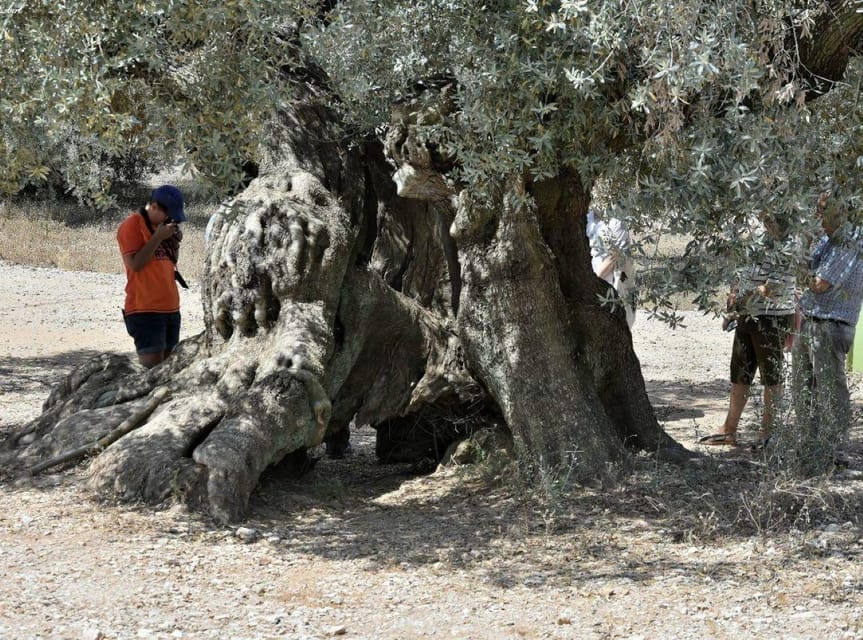 Ulldecona: Guided Tour of the Millenary Olive Trees of Arión - Key points to know before you go