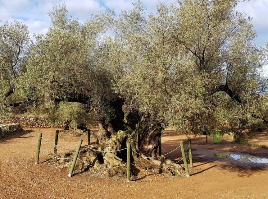 Ulldecona: Guided Tour of the Millenary Olive Trees of Arión - Why the Arión valley is worth your time