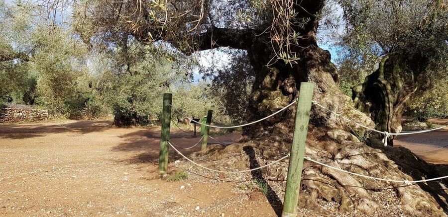 Ulldecona: Guided Tour of the Millenary Olive Trees of Arión - Farga I, the 1,700-year-old olive grove