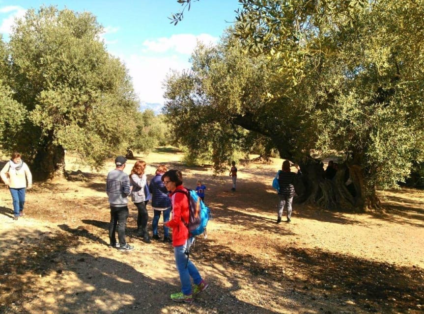 Ulldecona: Guided Tour of the Millenary Olive Trees of Arión - How the two-hour schedule works