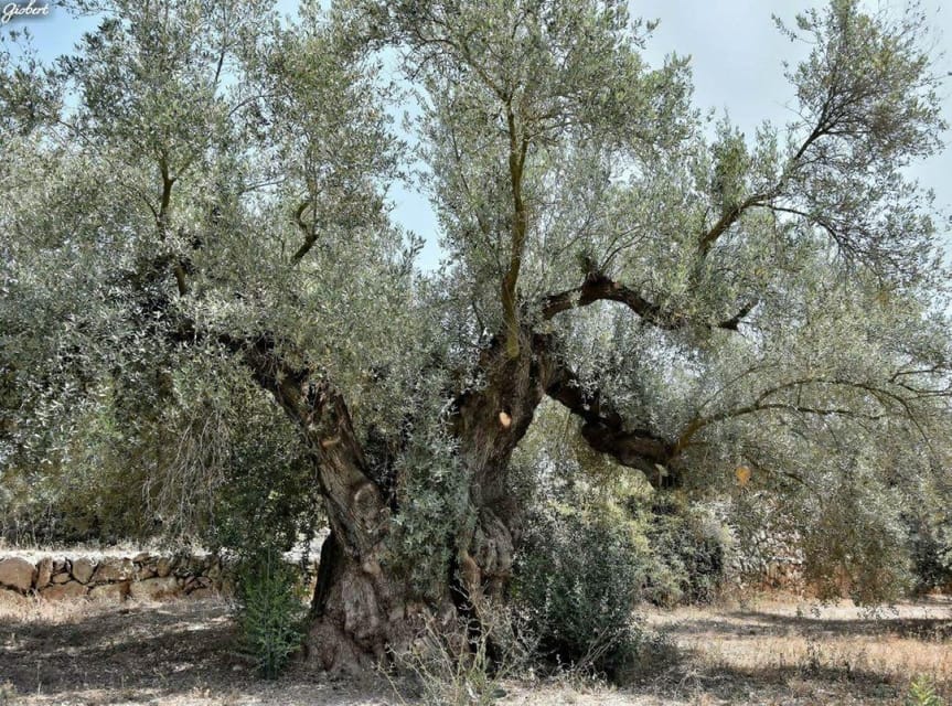 Ulldecona: Guided Tour of the Millenary Olive Trees of Arión - Meeting at the Ulldecona Tourist Office