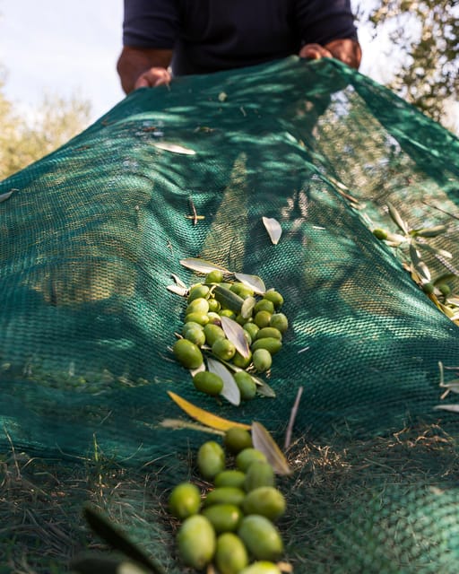 Umbria: E-Bike Rental and Fresh EV Olive Oil Tasting - Who Will Enjoy This Experience Most