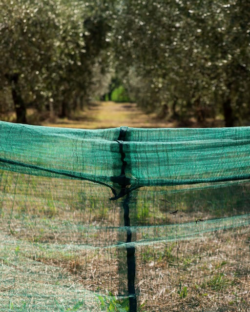 Umbria: E-Bike Rental and Fresh EV Olive Oil Tasting - Should You Book the Umbria E-Bike and Olive Oil Experience?