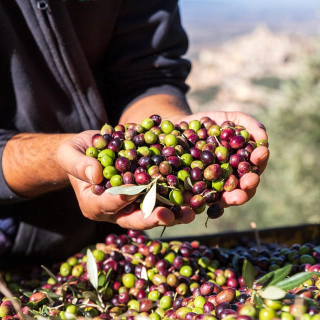 Umbria: E-Bike Rental and Fresh EV Olive Oil Tasting - FAQ